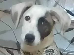 Cachorro raça SRD-ViraLata idade 7 a 11 meses nome Duke 