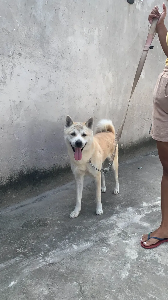 Cachorro ra a Chow Chow idade 4 anos nome AKITA INU - Fêmea 