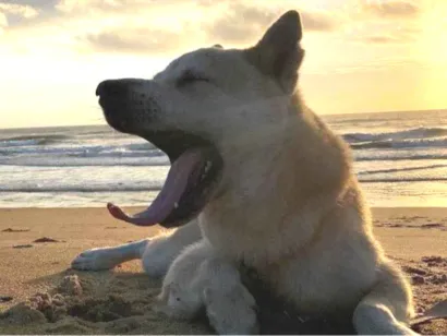 Cachorro raça Chow Chow idade 4 anos nome AKITA INU - Fêmea 