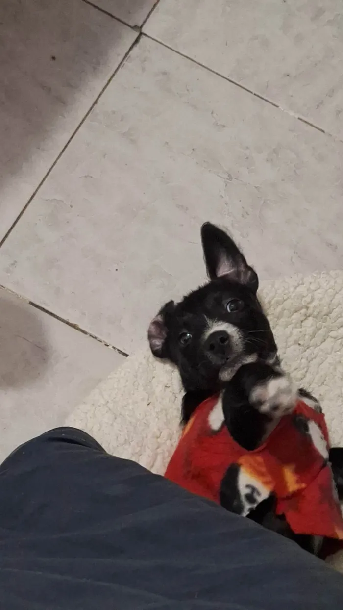 Cachorro ra a SRD-ViraLata idade 2 a 6 meses nome Molly-3 meses