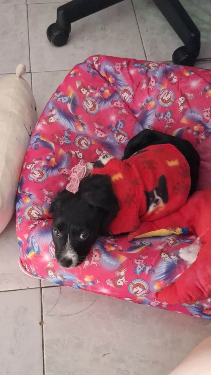 Cachorro ra a SRD-ViraLata idade 2 a 6 meses nome Molly-3 meses