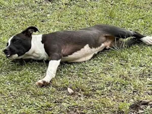 Cachorro raça Bulldog idade 7 a 11 meses nome MARA REGINA DE BORBA
