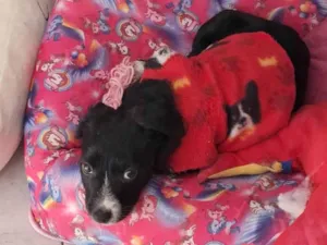 Cachorro raça SRD-ViraLata idade 2 a 6 meses nome Molly-3 meses