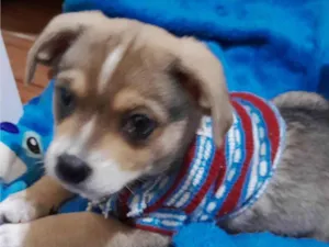 Cachorro raça SRD-ViraLata idade Abaixo de 2 meses nome Luki
