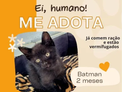 Gato raça SRD-ViraLata idade 2 a 6 meses nome Batman