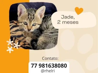 Gato raça SRD-ViraLata idade 2 a 6 meses nome Jade