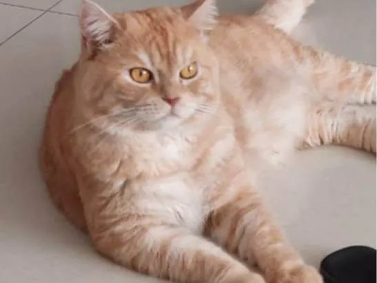 Gato ra a Persa idade 5 anos nome Tinho