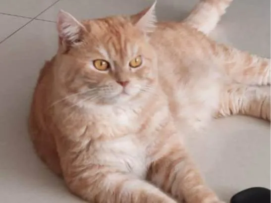 Gato ra a Persa idade 5 anos nome Tinho