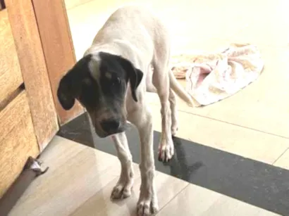 Cachorro raça SRD-ViraLata idade 7 a 11 meses nome Boby