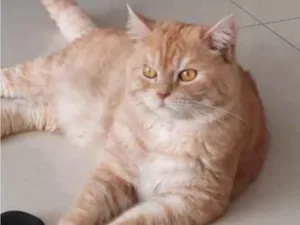 Gato raça Persa idade 5 anos nome Tinho