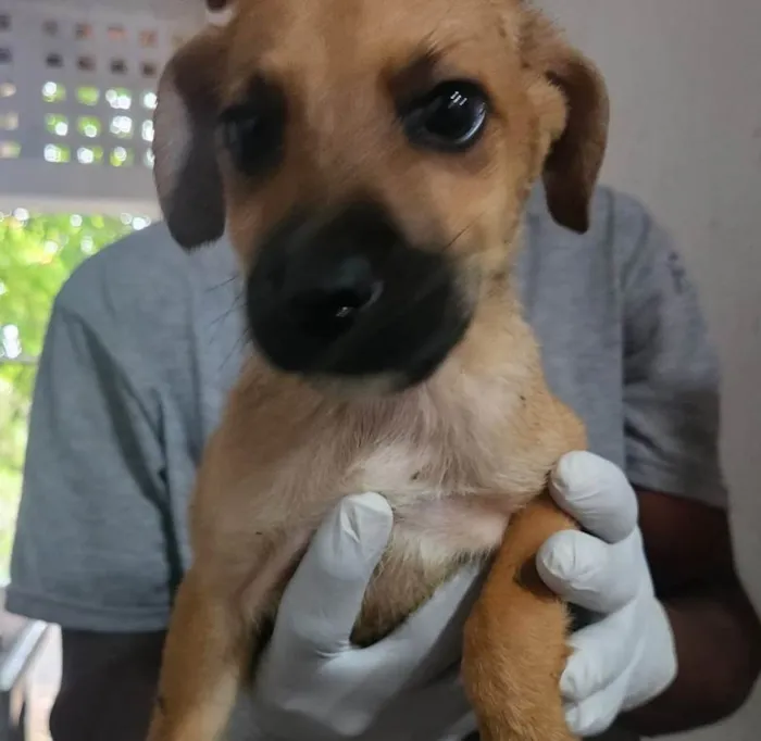 Cachorro ra a SRD-ViraLata idade 2 a 6 meses nome Saturno 