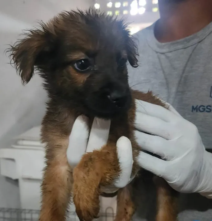 Cachorro ra a SRD-ViraLata idade 2 a 6 meses nome Saturno 