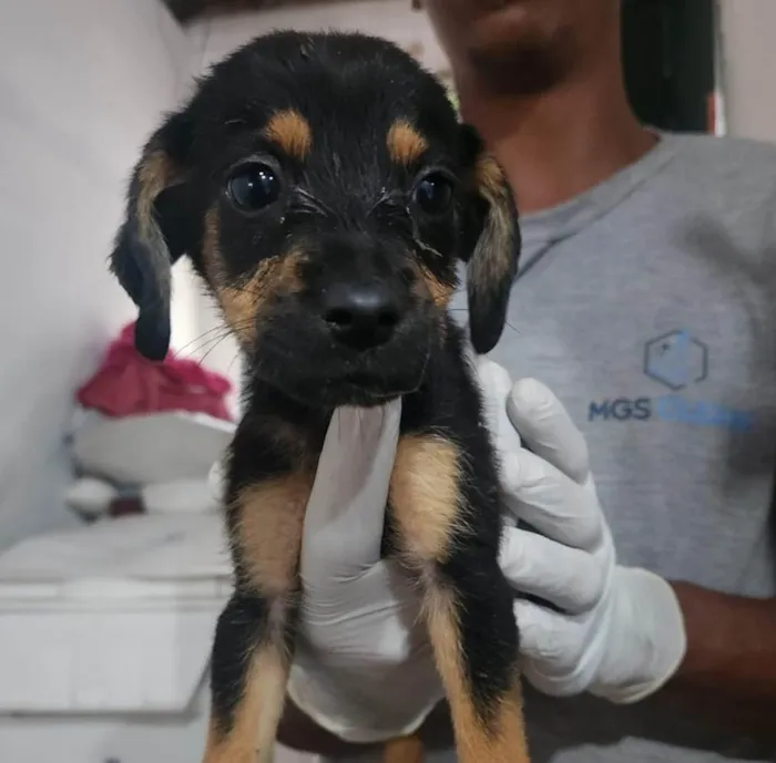 Cachorro ra a SRD-ViraLata idade 2 a 6 meses nome Saturno 