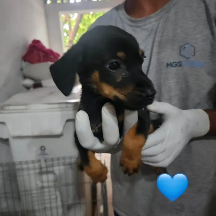 Cachorro ra a SRD-ViraLata idade 2 a 6 meses nome Saturno 