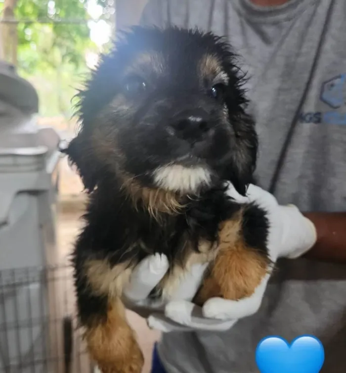 Cachorro ra a SRD-ViraLata idade 2 a 6 meses nome Saturno 