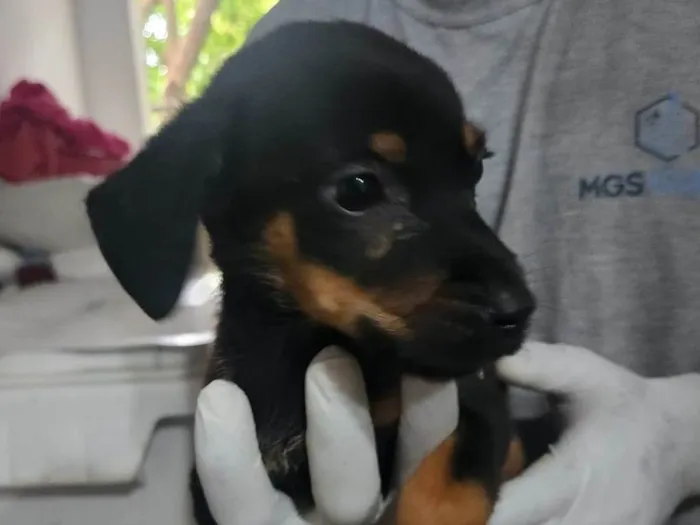 Cachorro ra a SRD-ViraLata idade 2 a 6 meses nome Saturno 