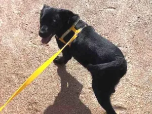 Cachorro raça Rottweiler idade 2 a 6 meses nome GAYA