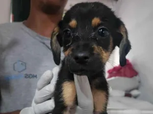 Cachorro raça SRD-ViraLata idade 2 a 6 meses nome Saturno 