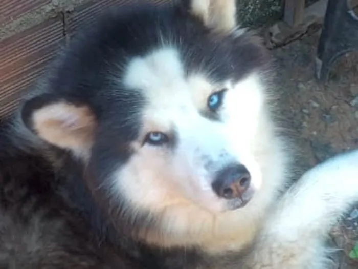 Cachorro ra a Husky Siberiano idade 3 anos nome Eros 
