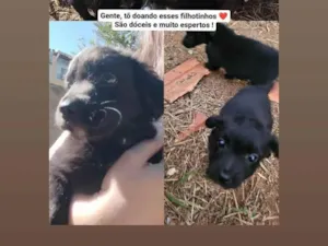 Cachorro raça SRD-ViraLata idade 2 a 6 meses nome Leandro 