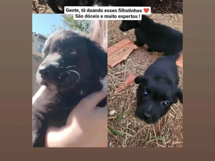 Cachorro ra a SRD-ViraLata idade 2 a 6 meses nome Leandro 