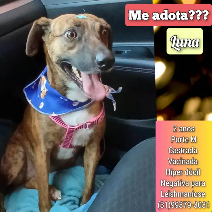 Cachorro ra a SRD-ViraLata idade 2 anos nome Luna