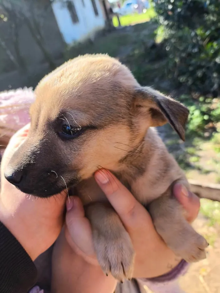 Cachorro ra a SRD-ViraLata idade 2 a 6 meses nome N tem