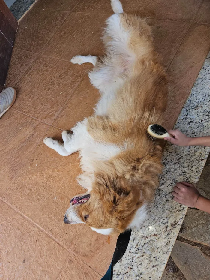 Cachorro ra a SRD-ViraLata border colie com golden idade 3 anos nome Bob