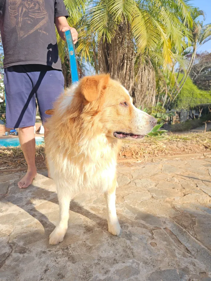 Cachorro ra a SRD-ViraLata border colie com golden idade 3 anos nome Bob