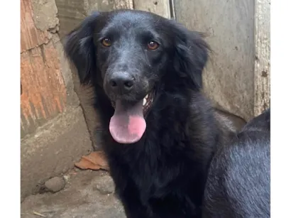 Cachorro raça SRD-ViraLata idade 1 ano nome Pandora