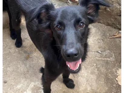 Cachorro raça SRD-ViraLata idade 1 ano nome Stich