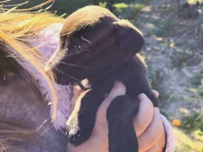 Cachorro raça SRD-ViraLata idade 2 a 6 meses nome N tem