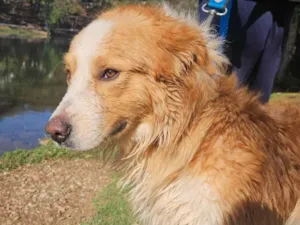 Cachorro raça SRD-ViraLata border colie com golden idade 3 anos nome Bob