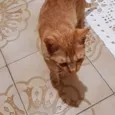 Gatito