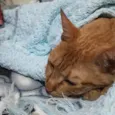 Gatito