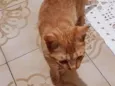 Gatito