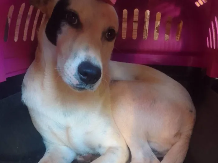 Cachorro ra a SRD-ViraLata idade 2 a 6 meses nome Pandora