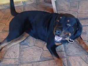 Cachorro raça Rottweiler idade 2 anos nome Juma