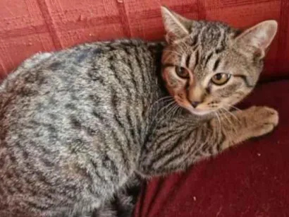 Gato raça SRD-ViraLata idade 2 a 6 meses nome Sem nome definido