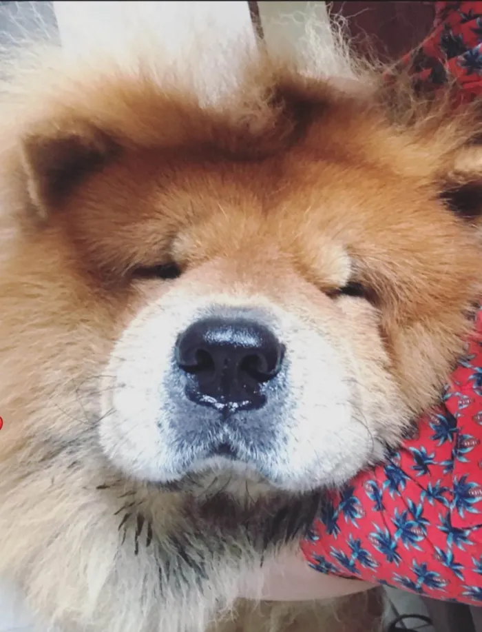 Cachorro ra a Chow Chow idade 6 ou mais anos nome Lion 