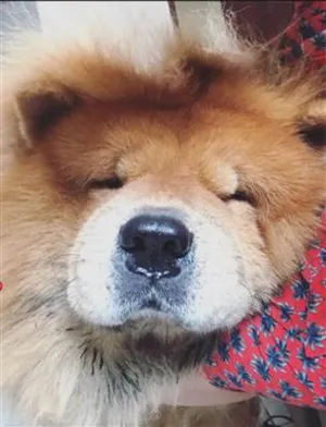 Cachorro raça Chow Chow idade 6 ou mais anos nome Lion 