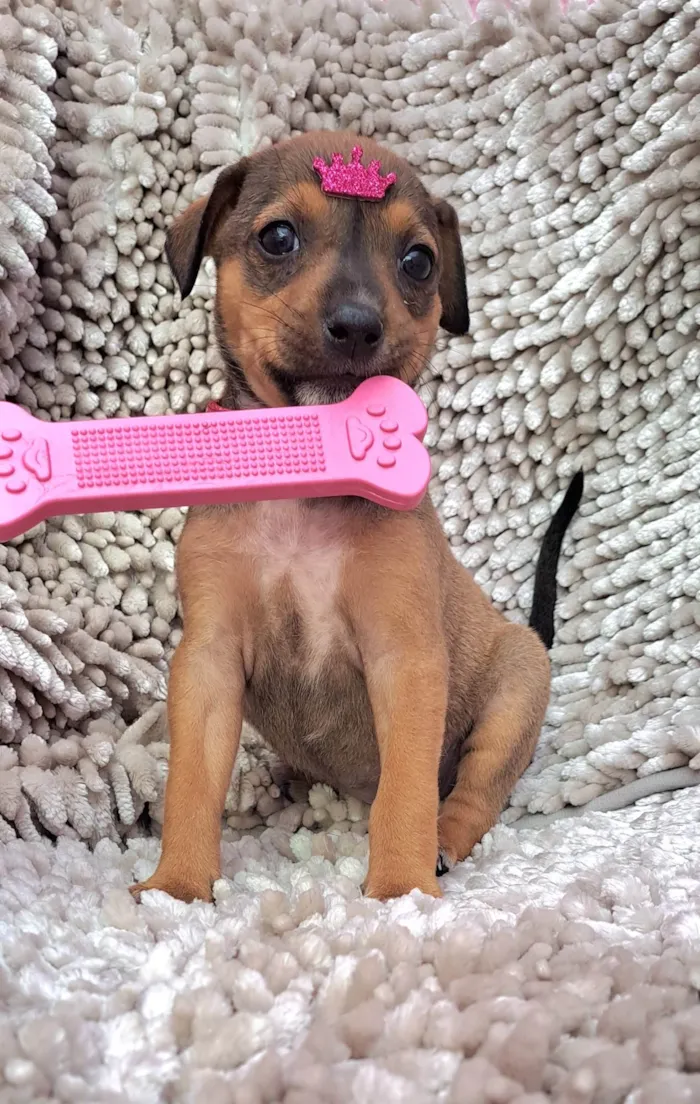 Cachorro ra a SRD-ViraLata idade Abaixo de 2 meses nome Lazanha