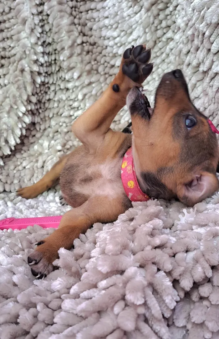 Cachorro ra a SRD-ViraLata idade Abaixo de 2 meses nome Lazanha