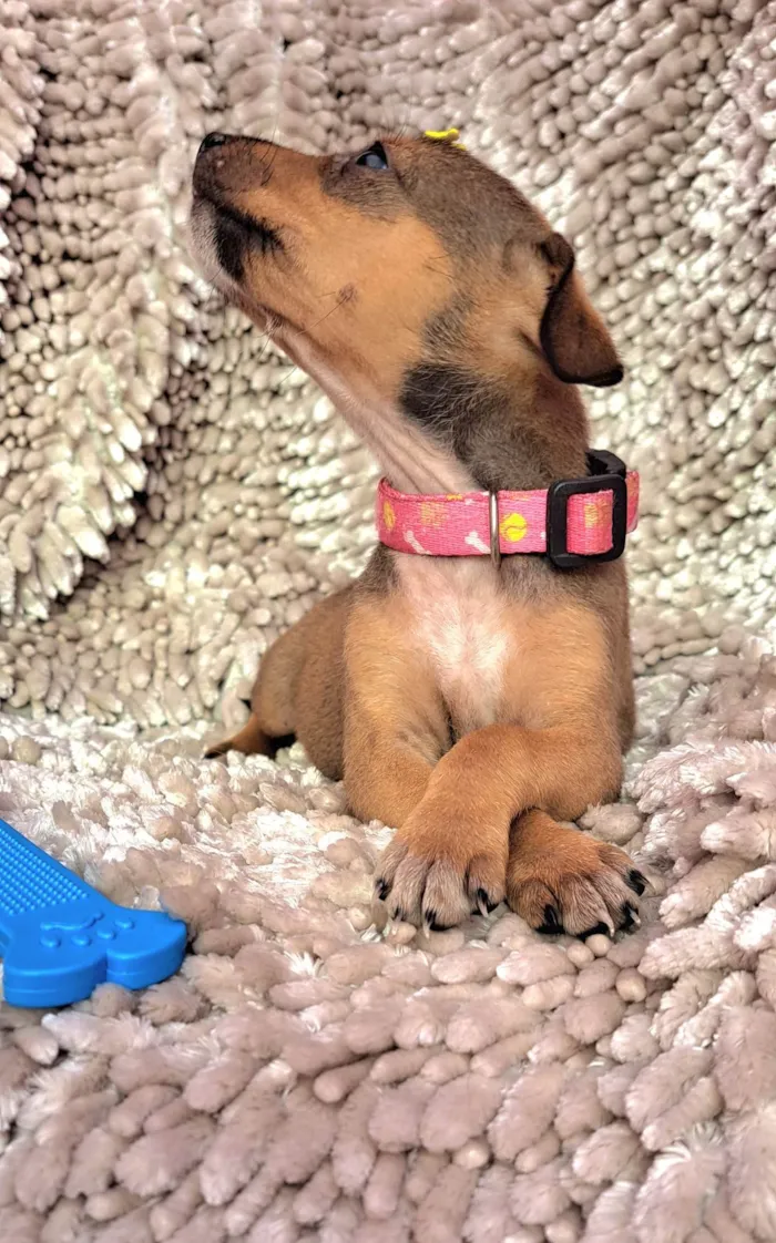 Cachorro ra a SRD-ViraLata idade Abaixo de 2 meses nome Lazanha