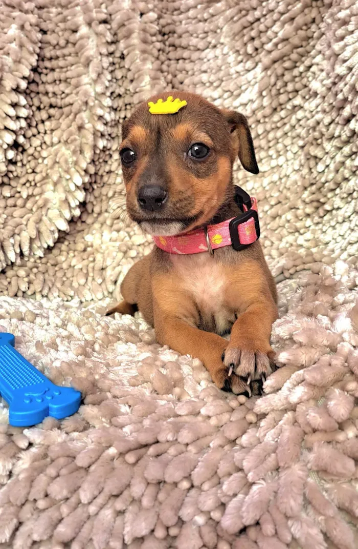 Cachorro ra a SRD-ViraLata idade Abaixo de 2 meses nome Lazanha