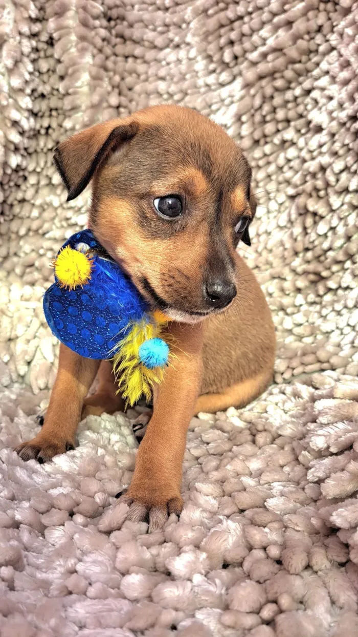 Cachorro ra a SRD-ViraLata idade Abaixo de 2 meses nome Lazanha