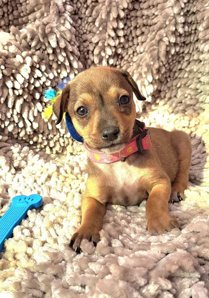 Cachorro ra a SRD-ViraLata idade Abaixo de 2 meses nome Lazanha