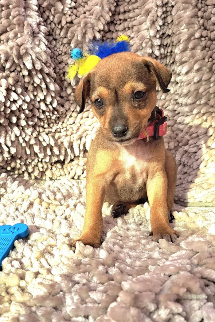 Cachorro ra a SRD-ViraLata idade Abaixo de 2 meses nome Lazanha