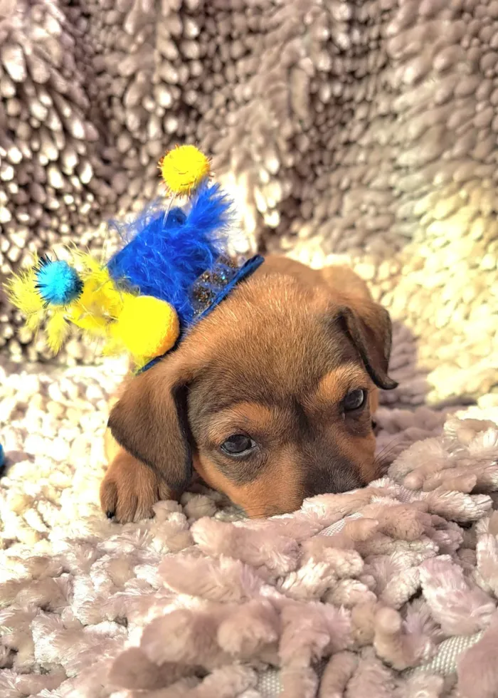 Cachorro ra a SRD-ViraLata idade Abaixo de 2 meses nome Lazanha
