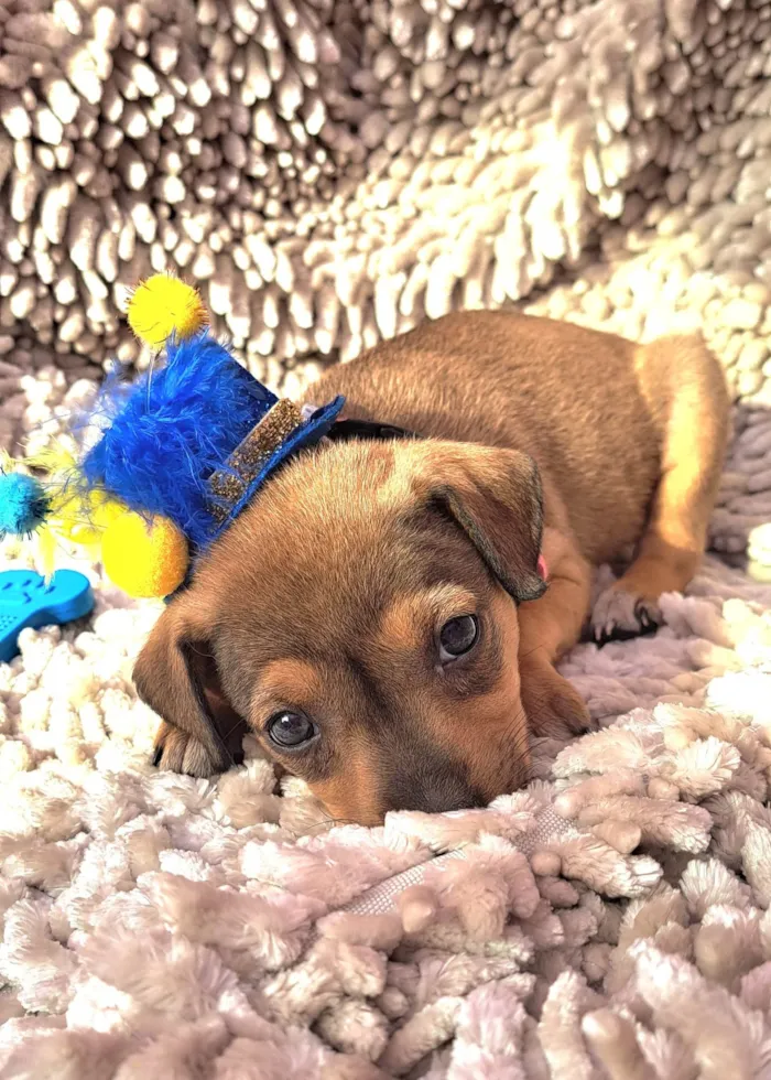 Cachorro ra a SRD-ViraLata idade Abaixo de 2 meses nome Lazanha